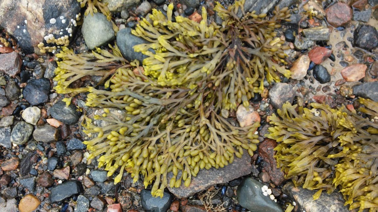 Sea Weed