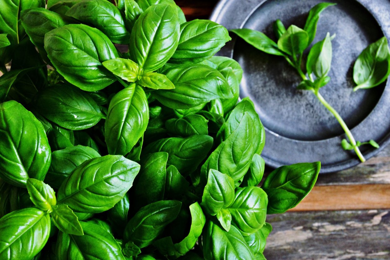 Базилик Лемона