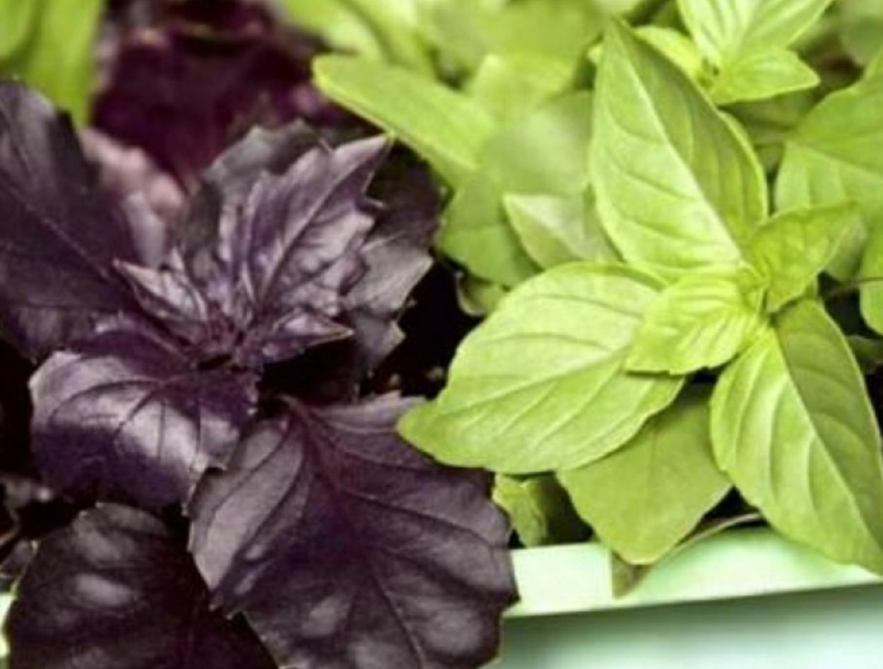 Базилик Рейган