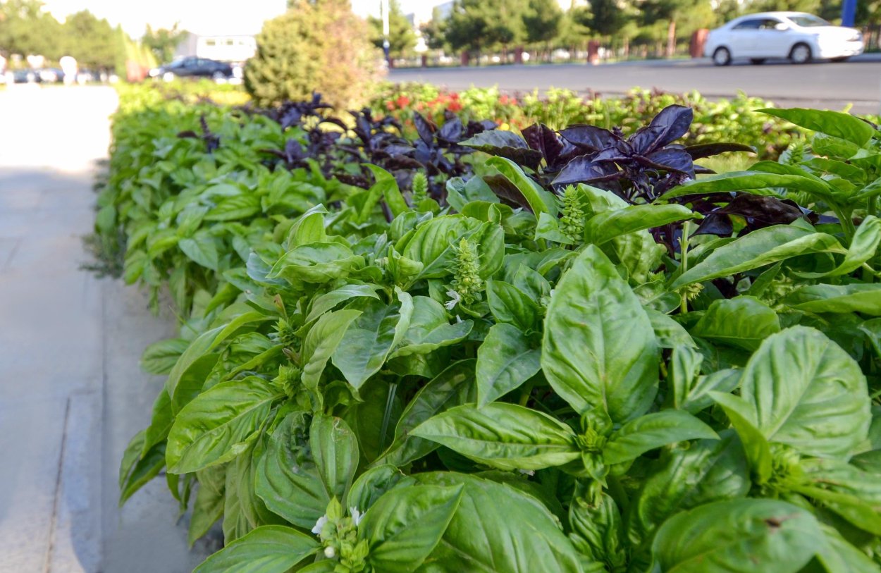 Базилик (Реган)