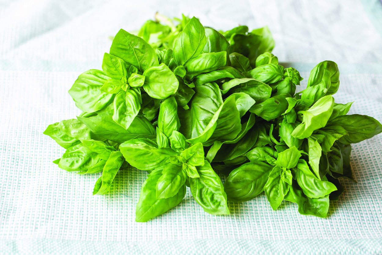 Базилик Реган фиолетовый