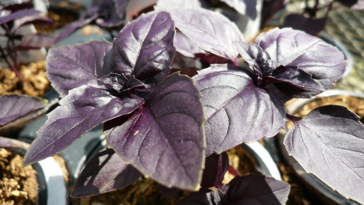 Базилик многолетник