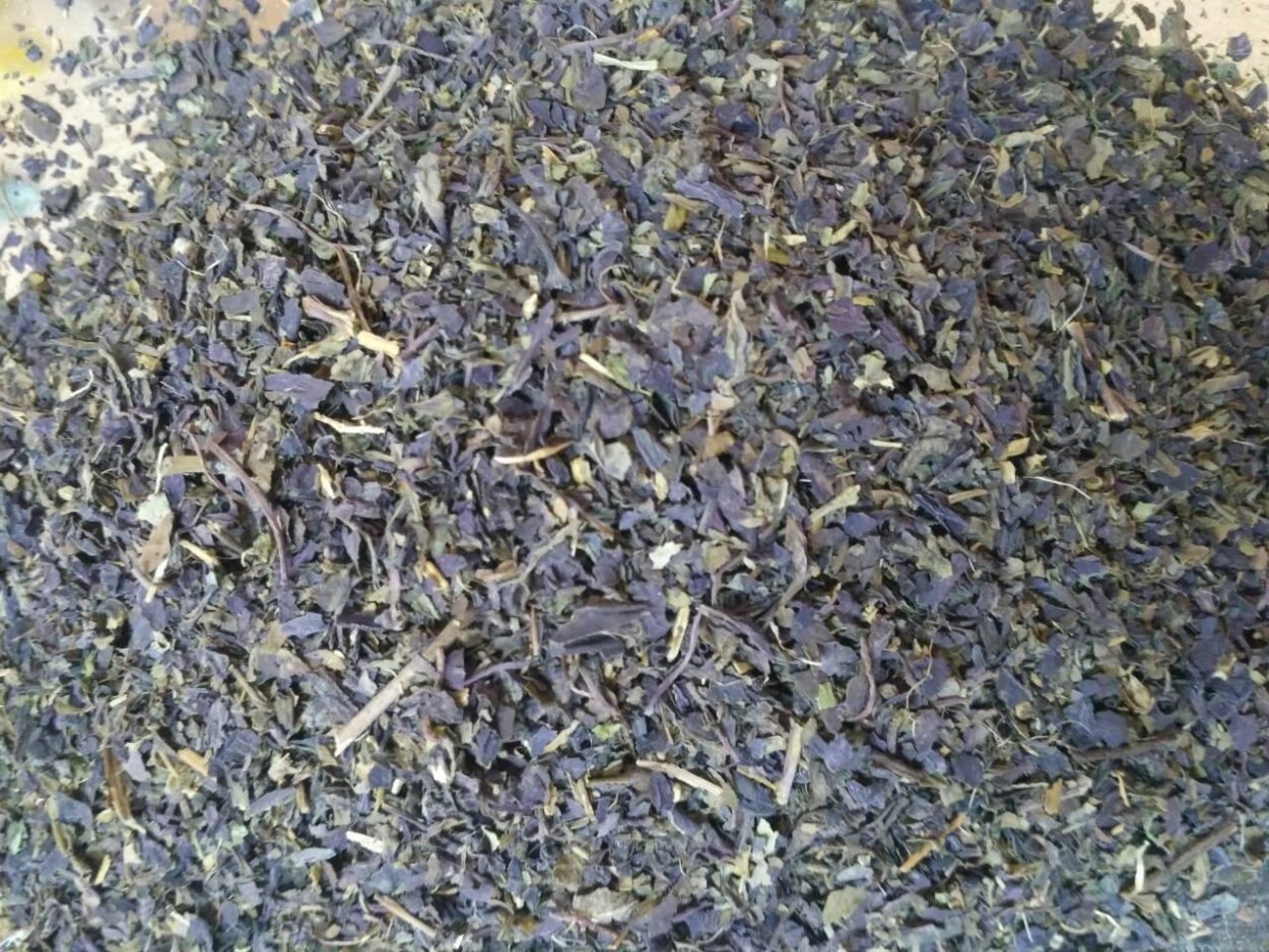 Мята Спеарминт