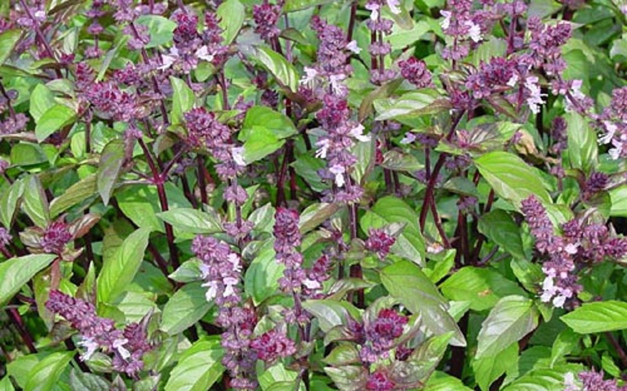 Базилик зеленый