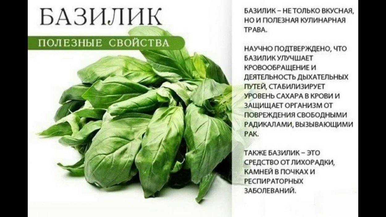 Базилик Реган фиолетовый