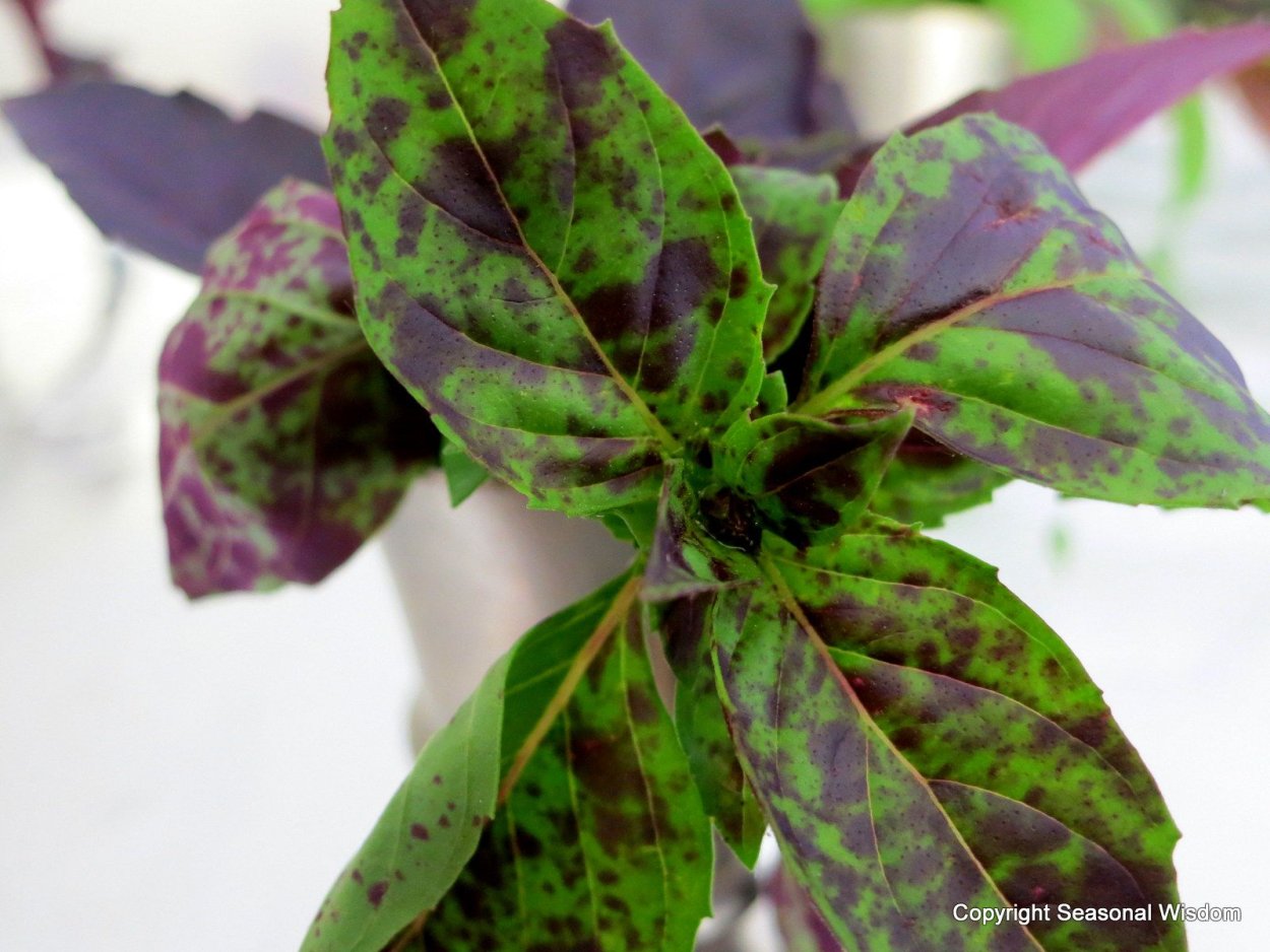 Растения для пряной грядки