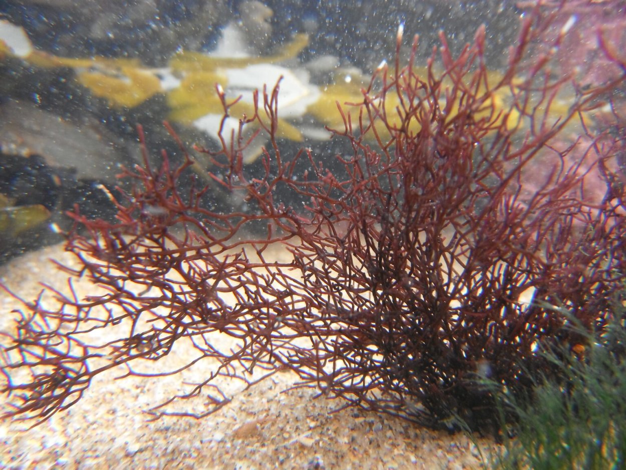 Анфельция складчатая водоросль