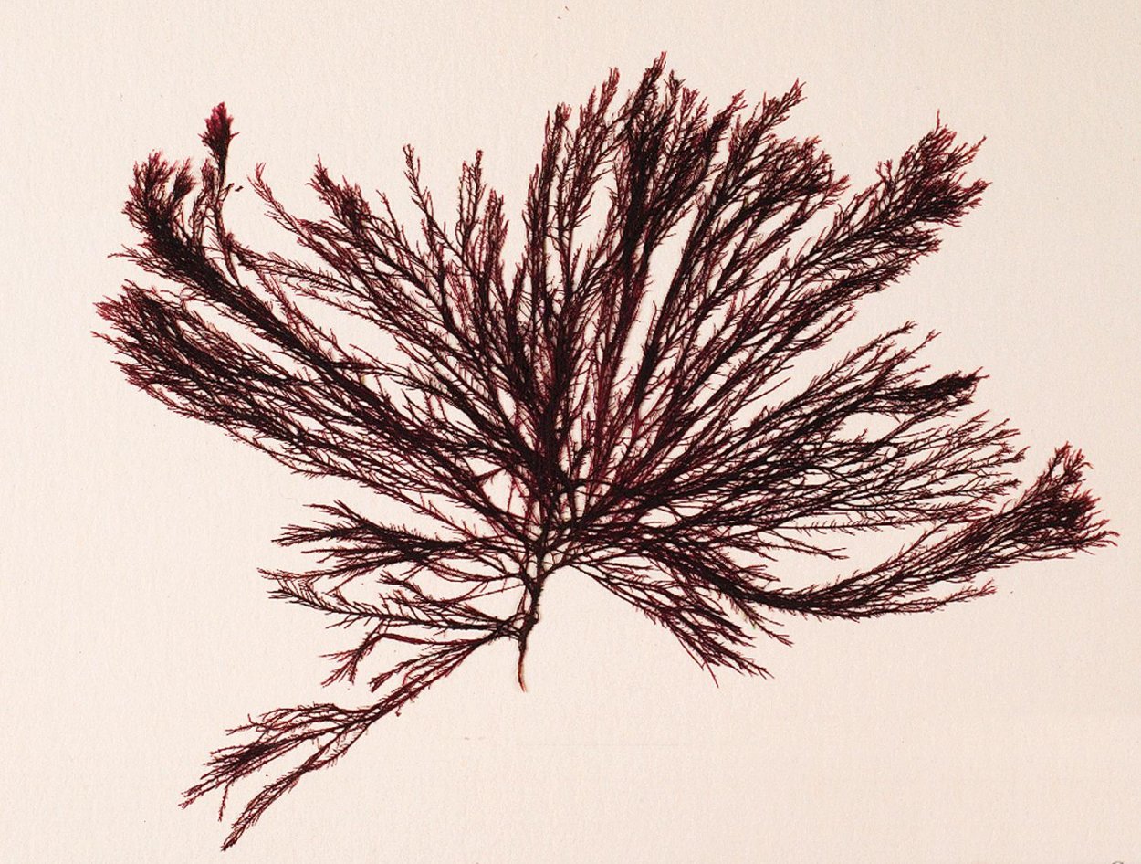 Анфельция водоросль