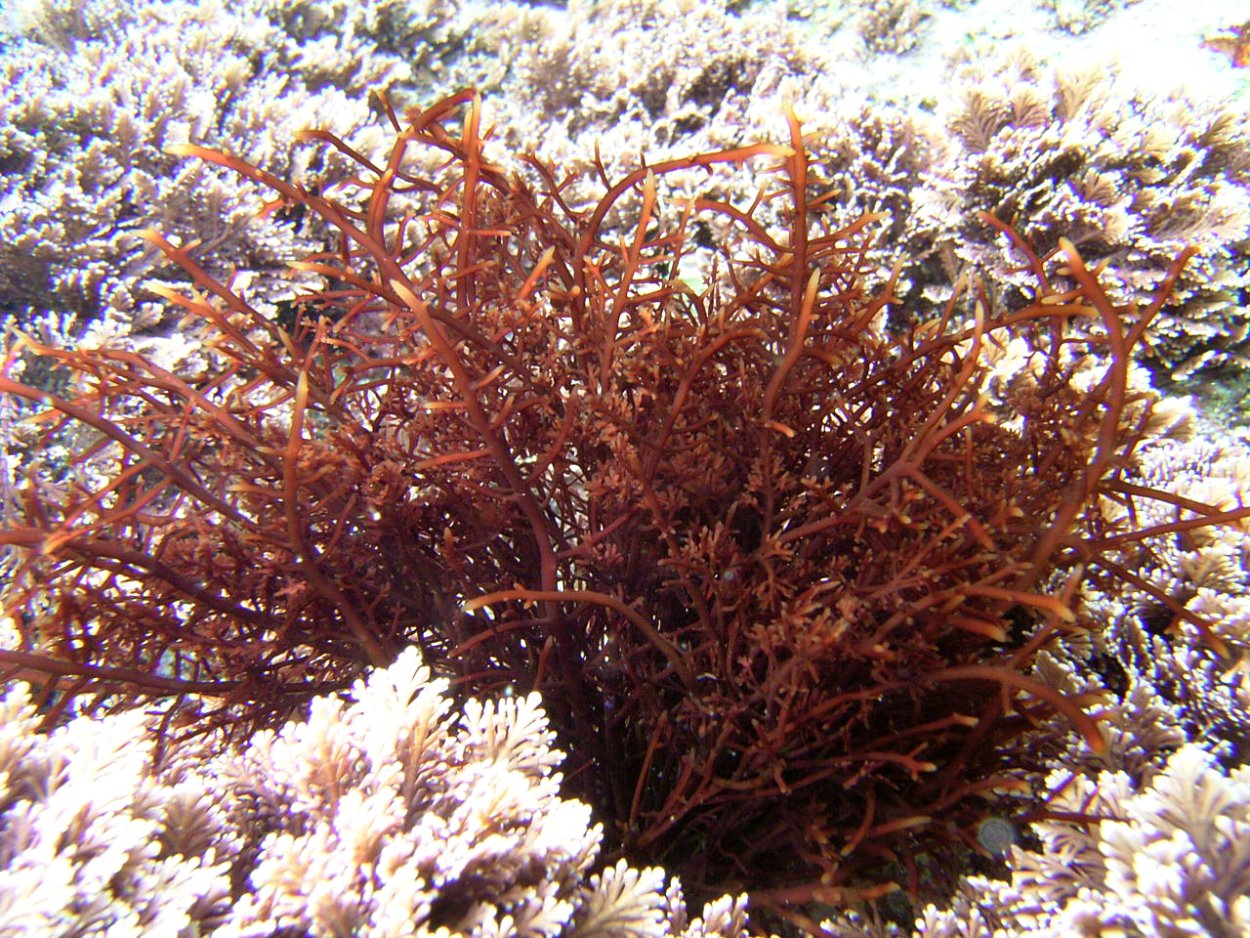 Анфельция тобучинская