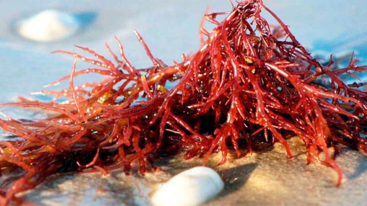 Кораллы на белом фоне