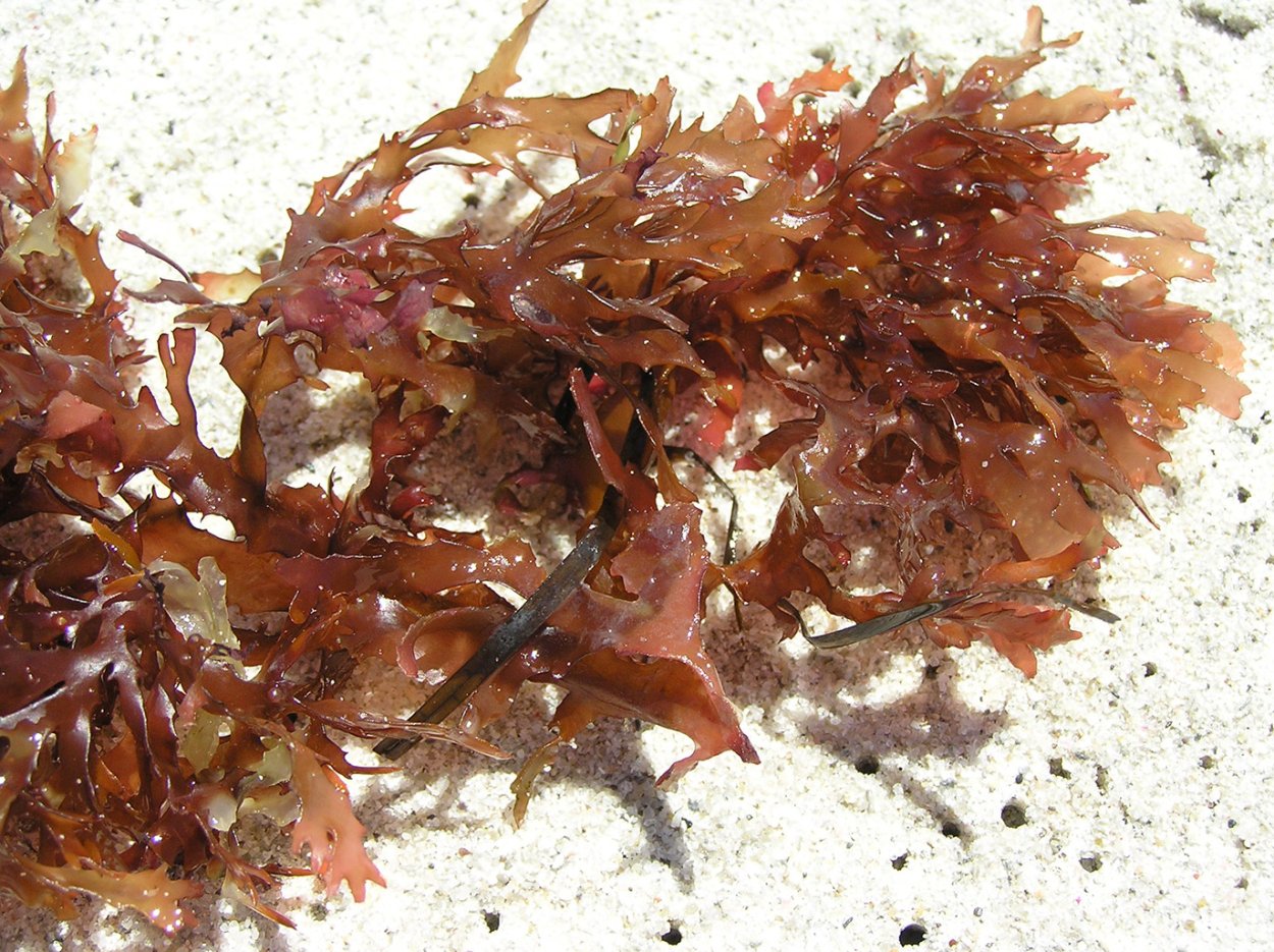 Органический мир Северного Ледовитого