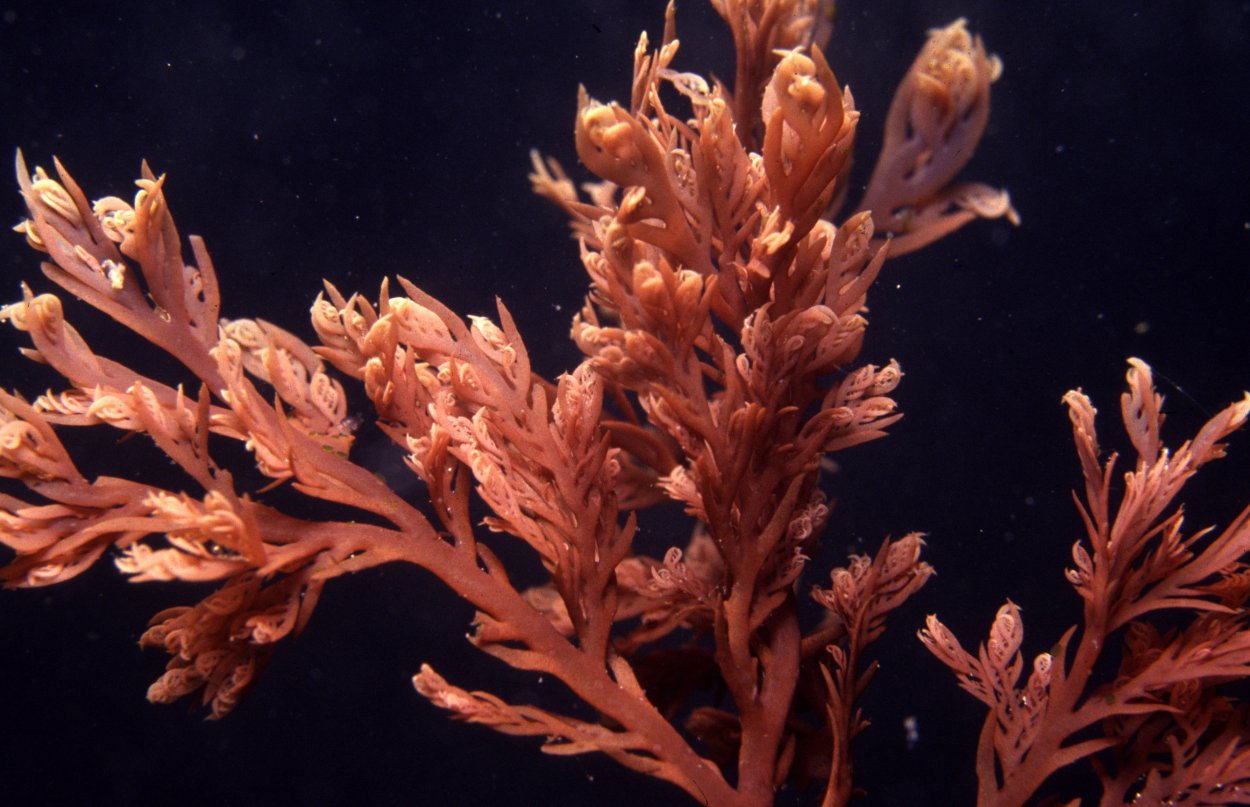 Каллитамнион водоросль