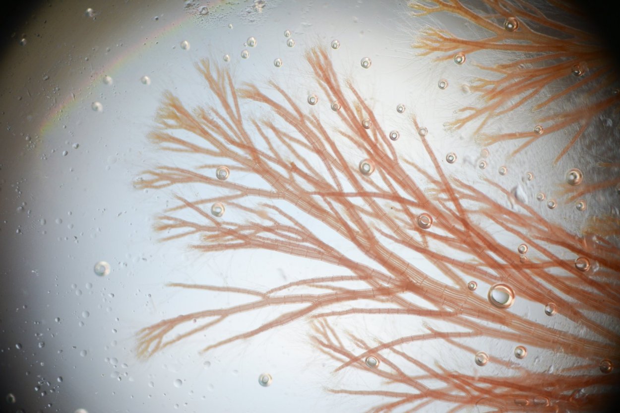 Гелидиум водоросль