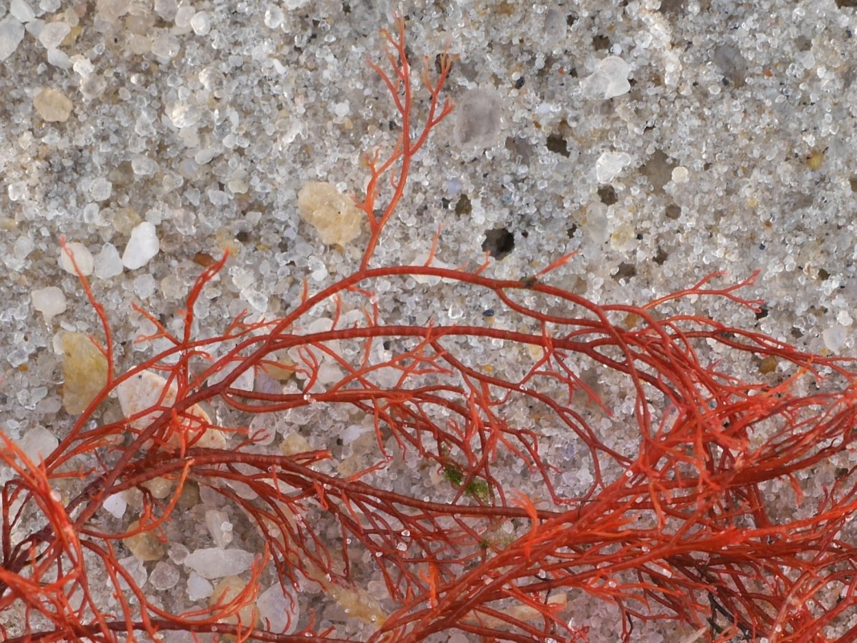 Кораллы на белом фоне