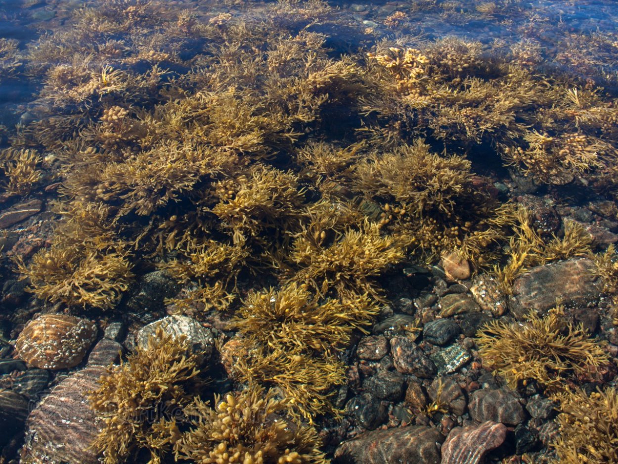 Фиолетовые водоросли