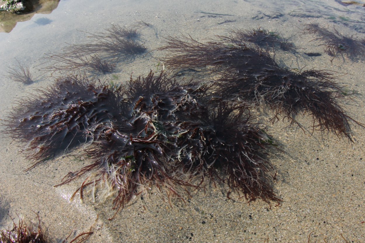 Анфельция порфира