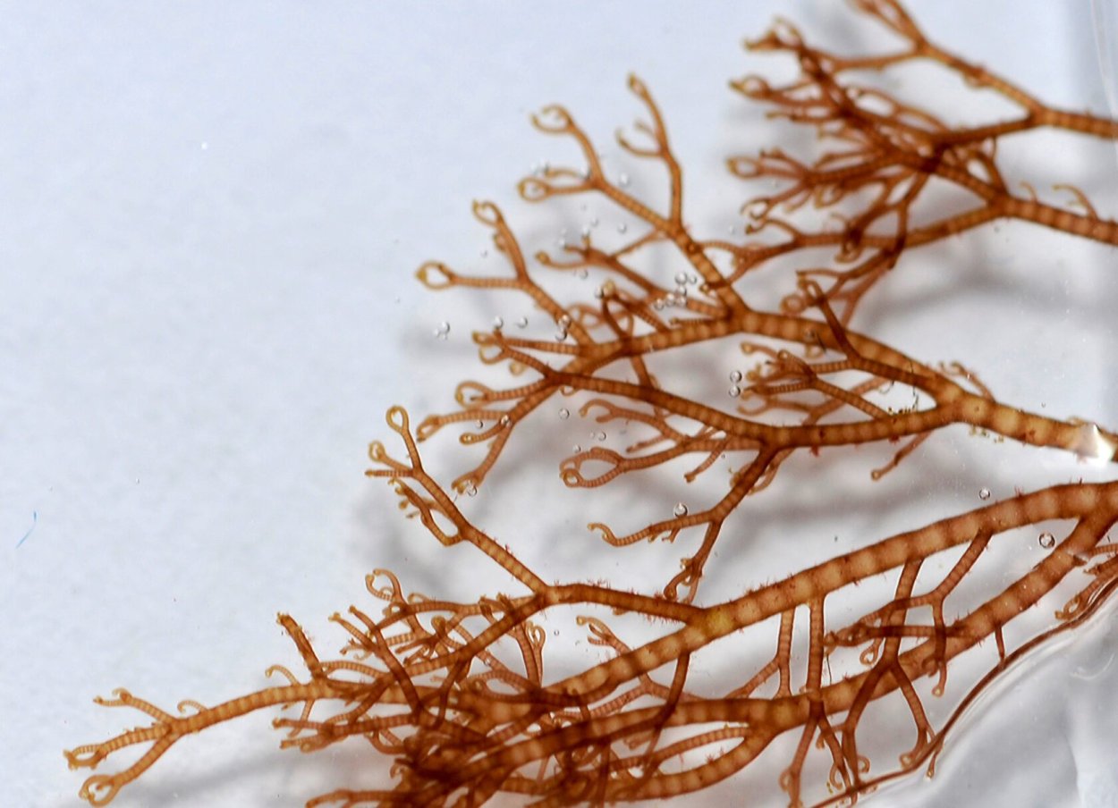 Гелидиум водоросль