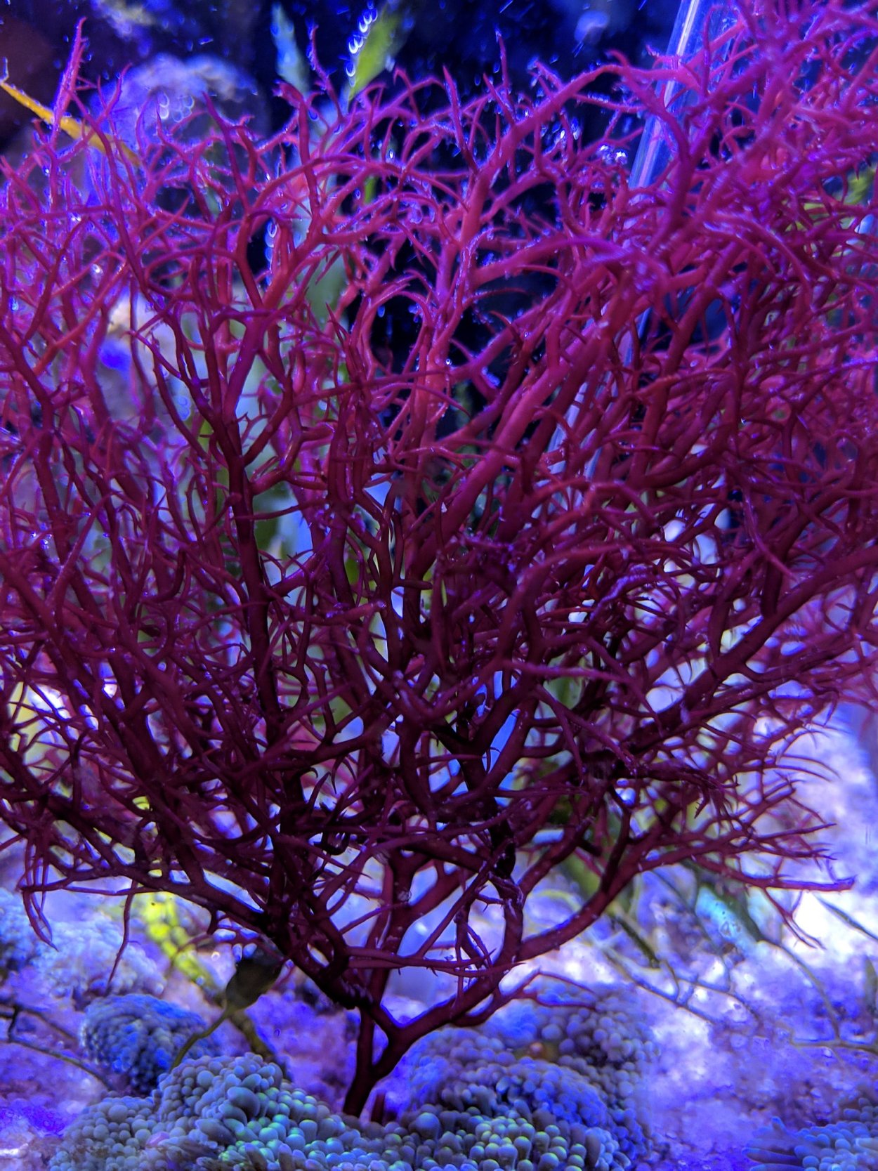 Анфельция складчатая