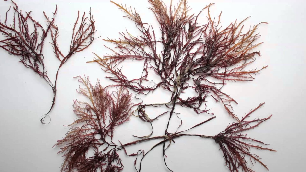 Растения похожие на водоросли