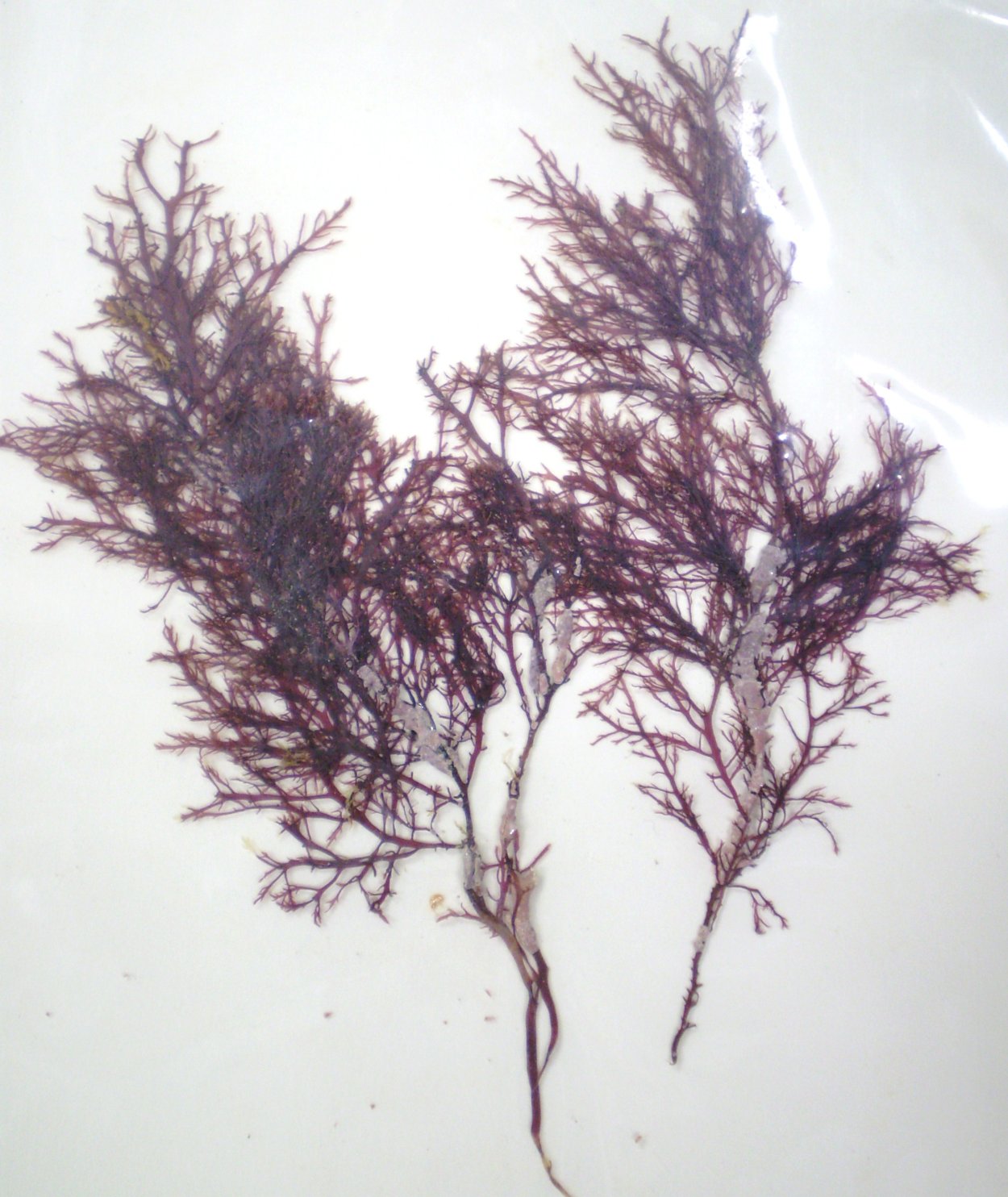 Gelidium spinosum
