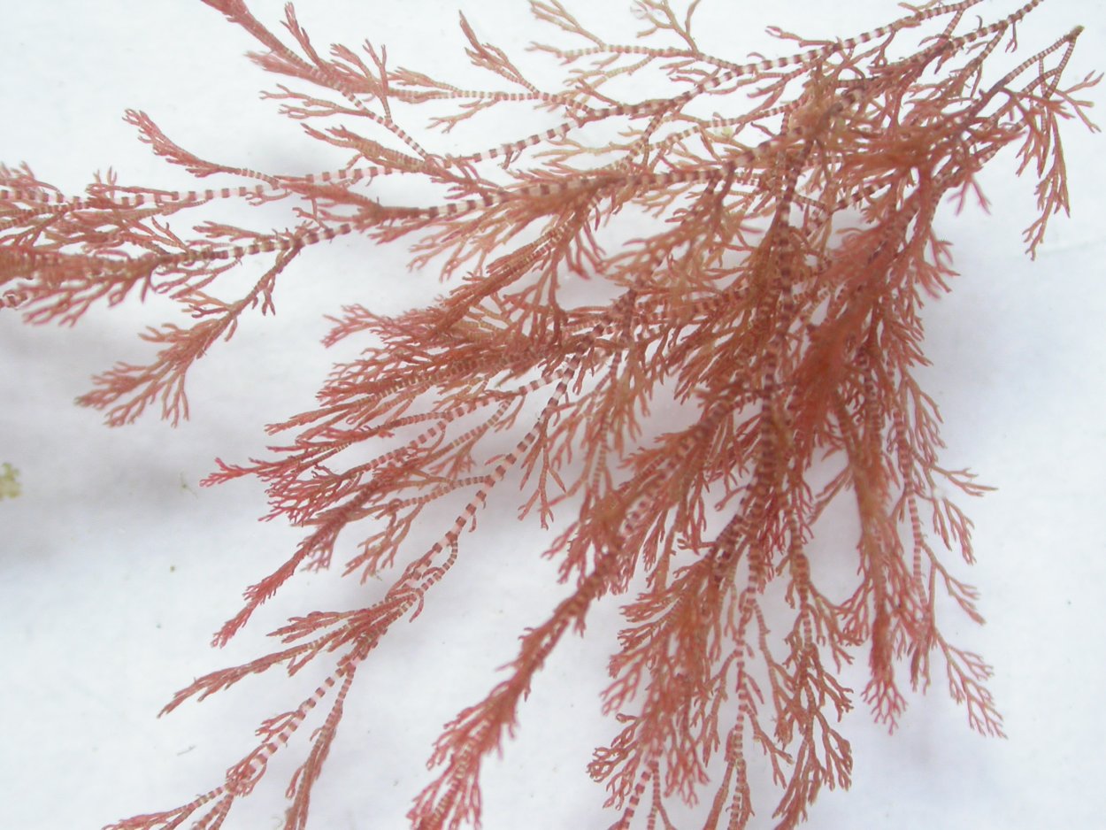 Красные водоросли или багрянки