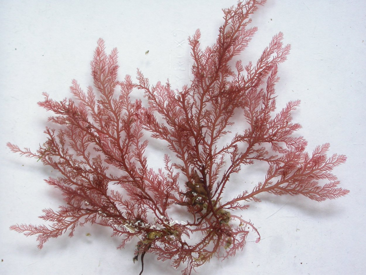 Бурые водоросли диктиота