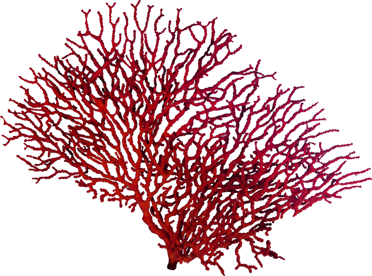 Пигменты харовых водорослей