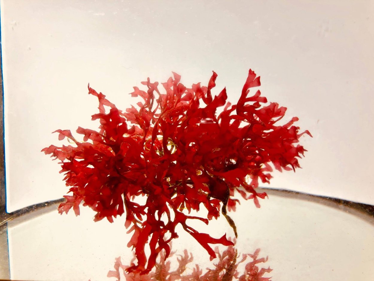 Порфира, грациллярия, анфельция