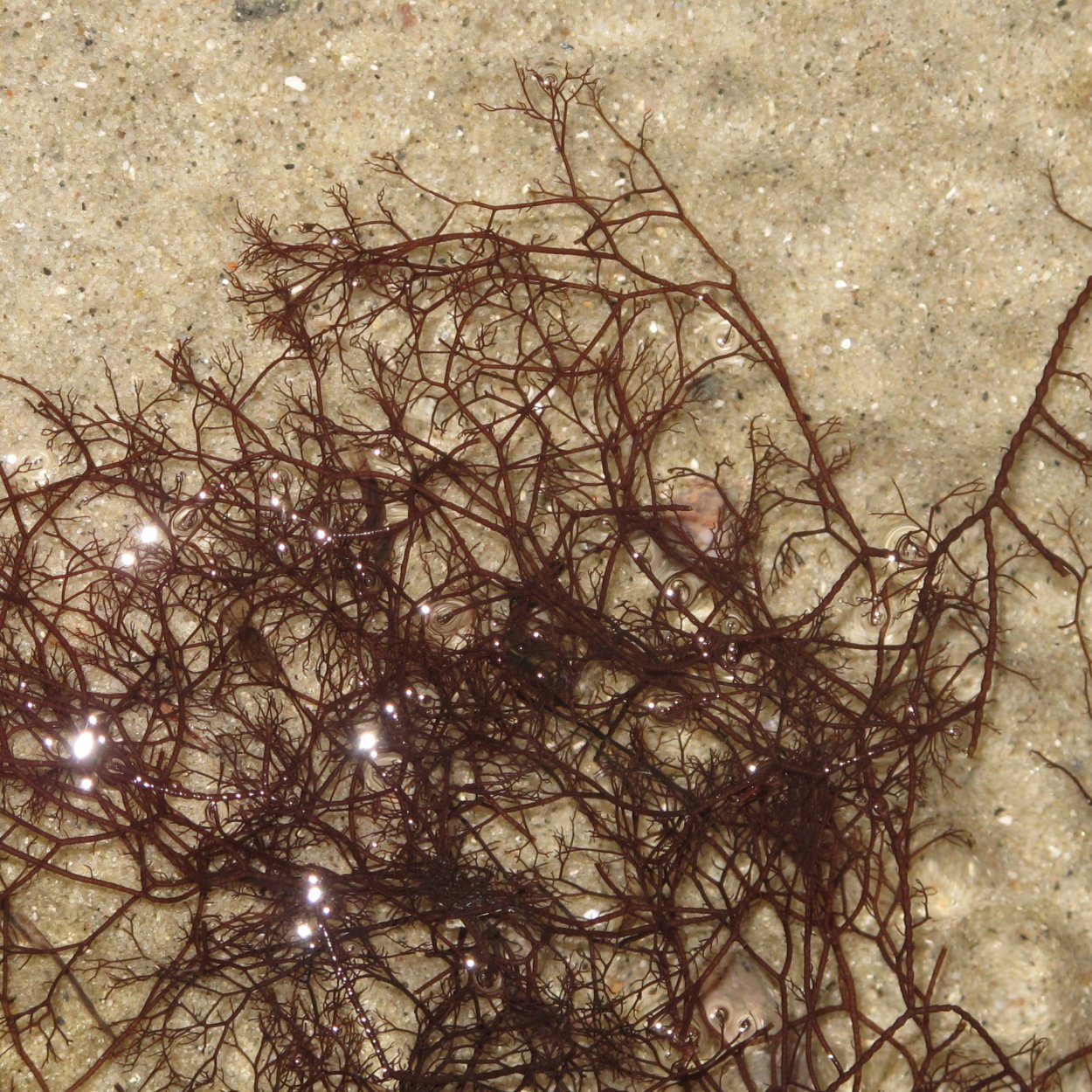 Красные водоросли Церамиум