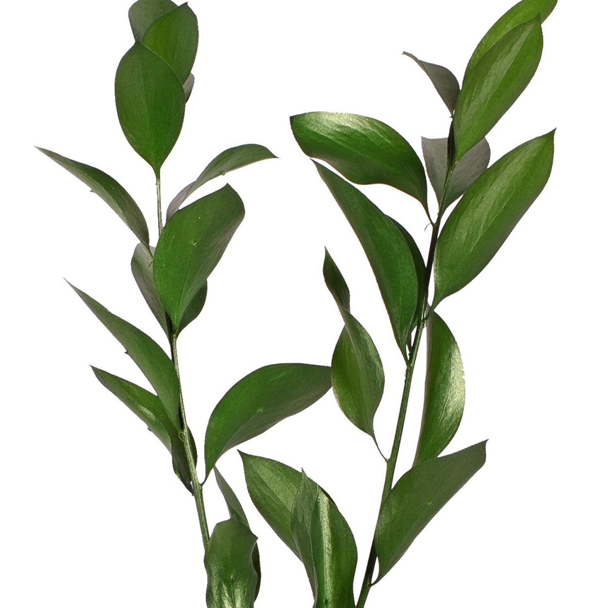 Рускус иглица