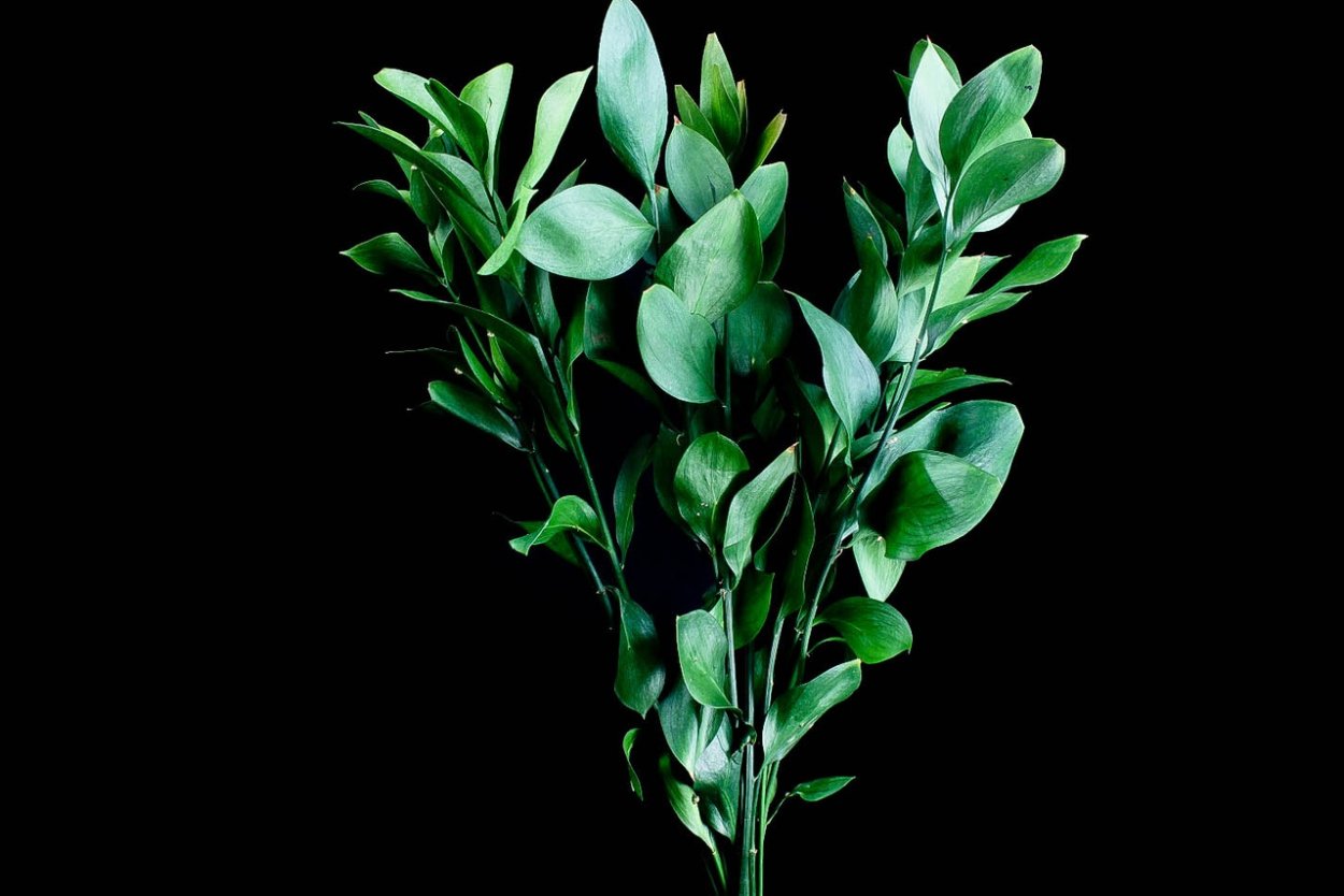 Рускус израильский