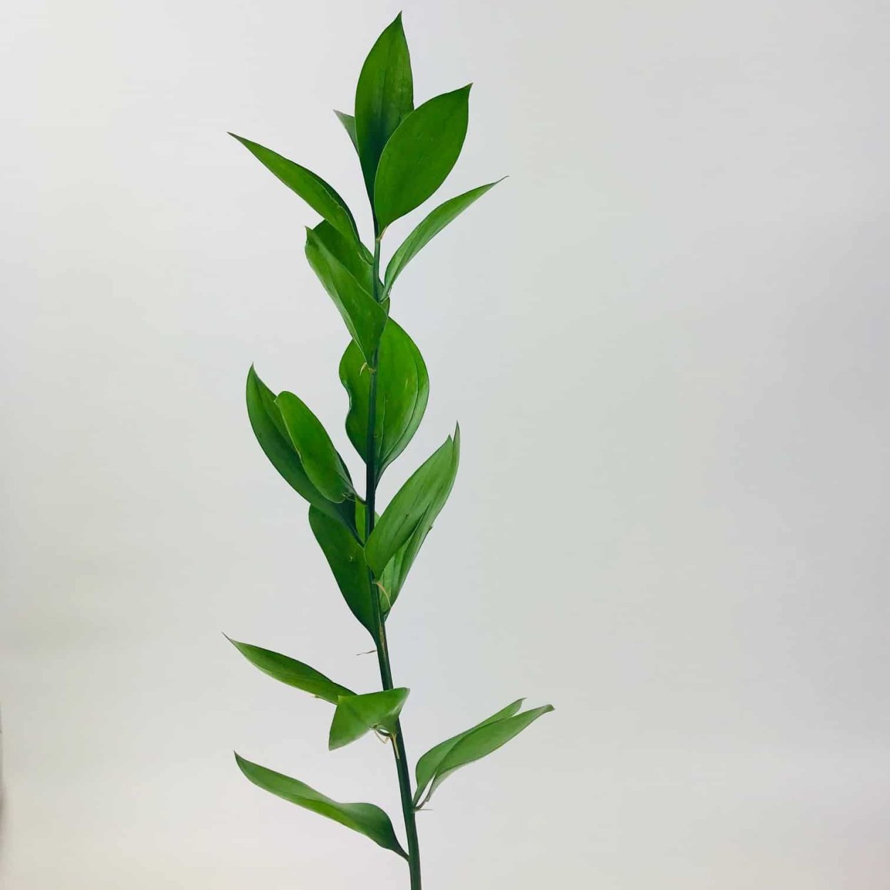 Рускус Купер