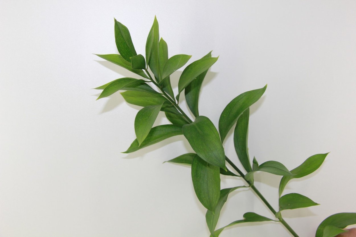 Рускус голландский