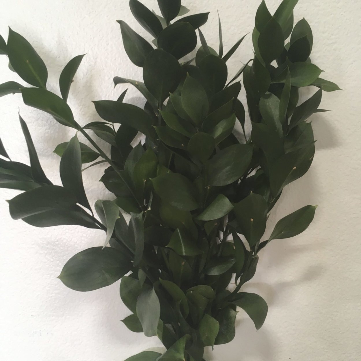 Рускус иглица комнатная