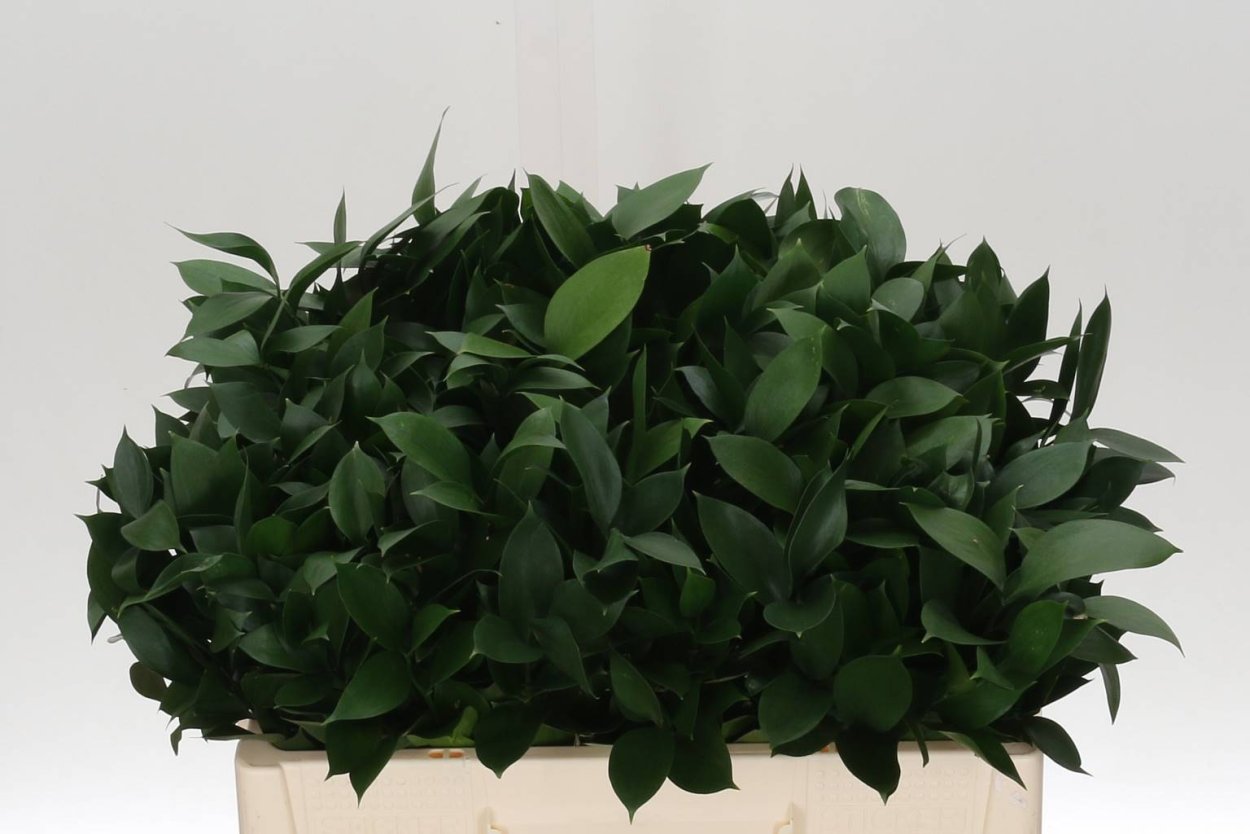 Иглица Понтийская