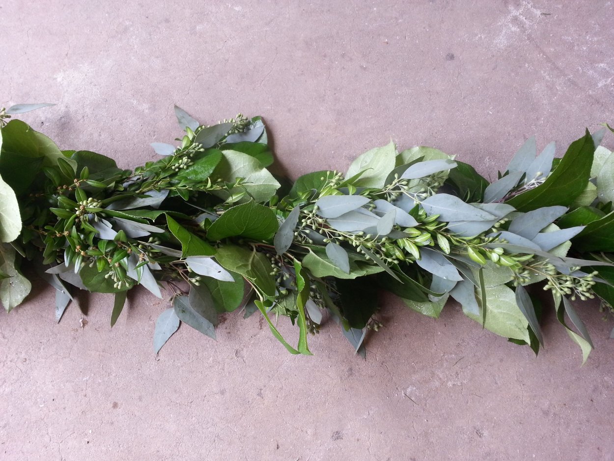 Зелень Рускус итальянский