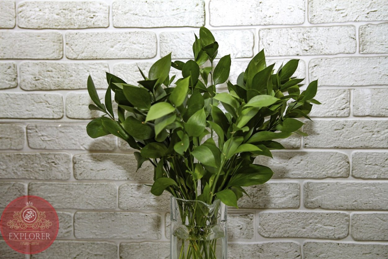 Рускус итальянский срезка