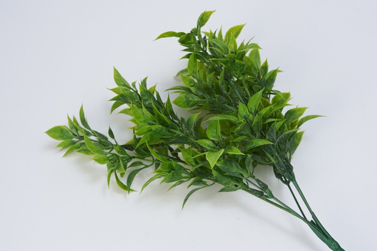 Рускус тинтед