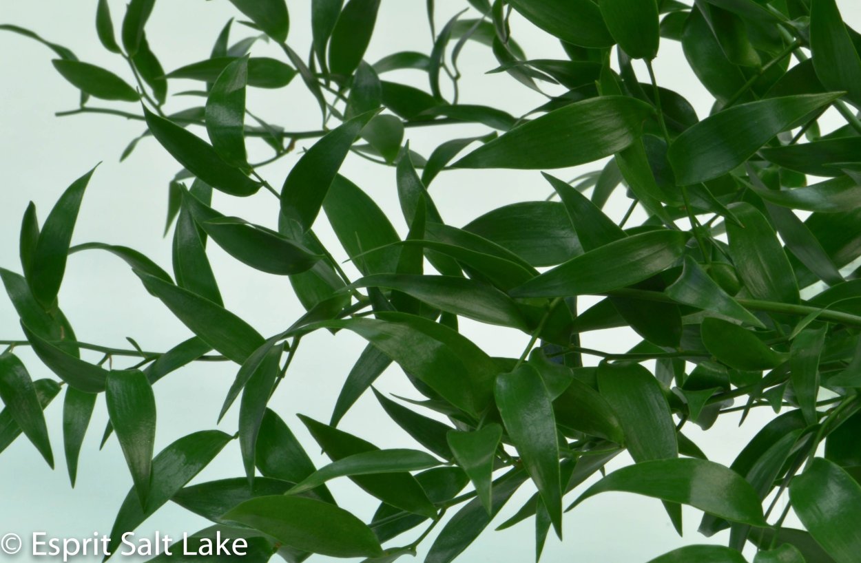 Иглица колючая