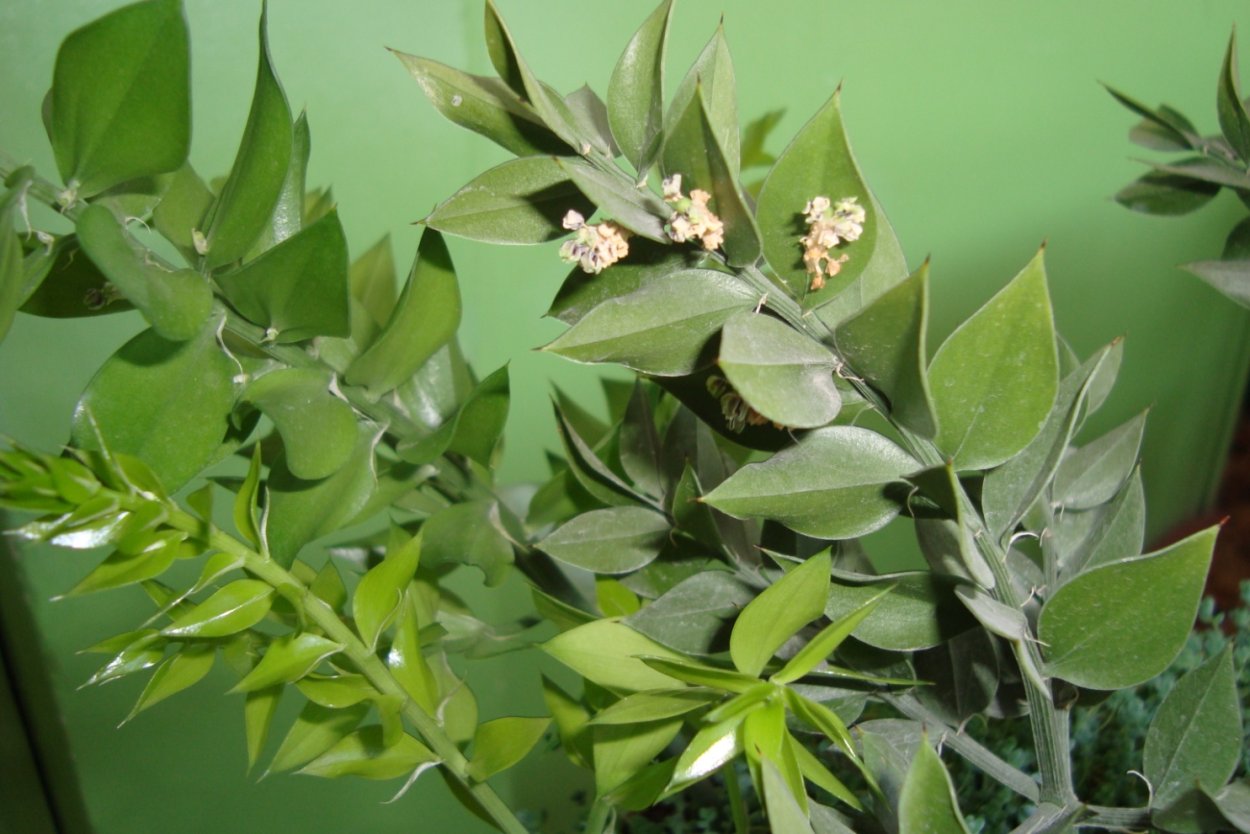 Эвкалипт кустовой