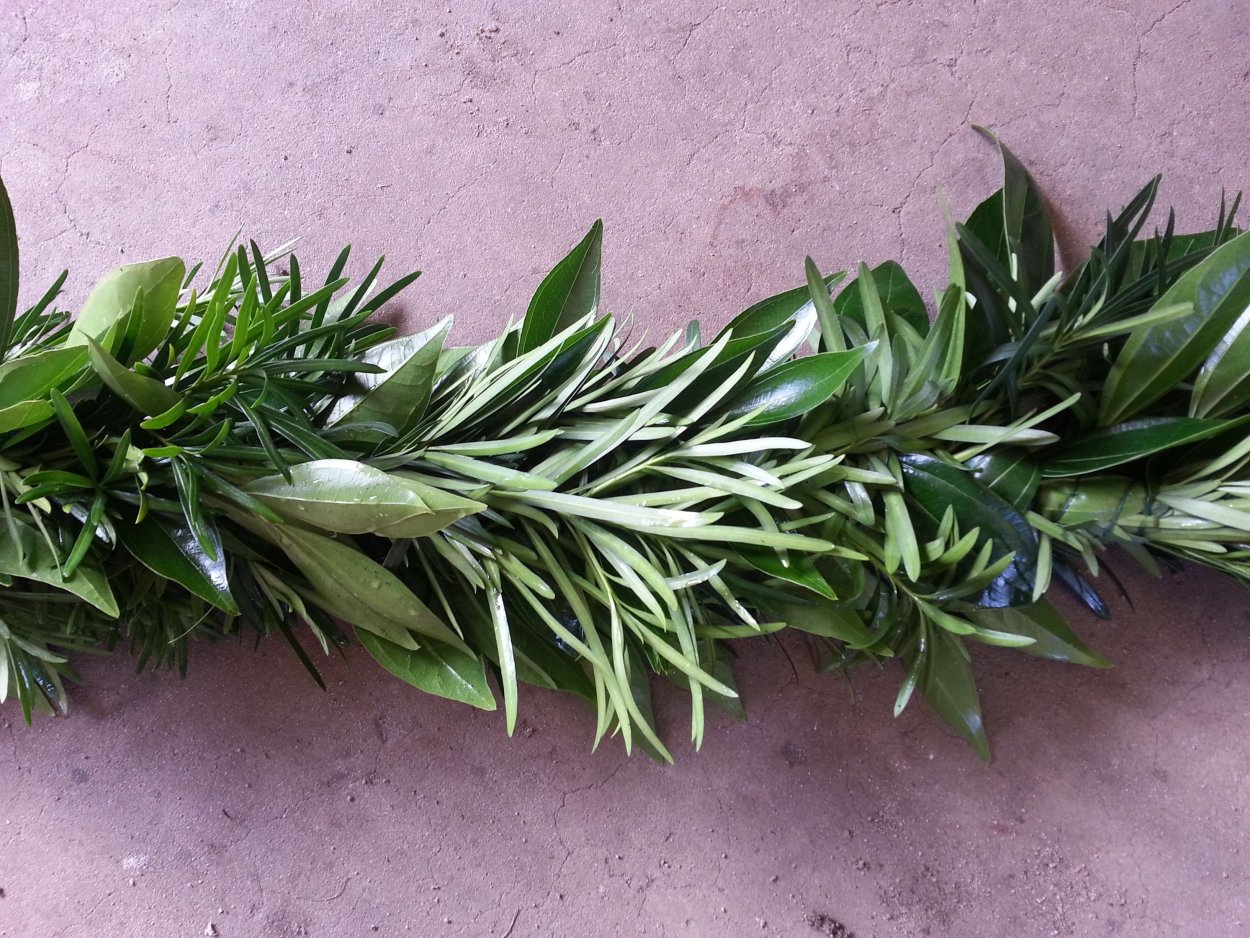 Рускус пунгитопо флок фото