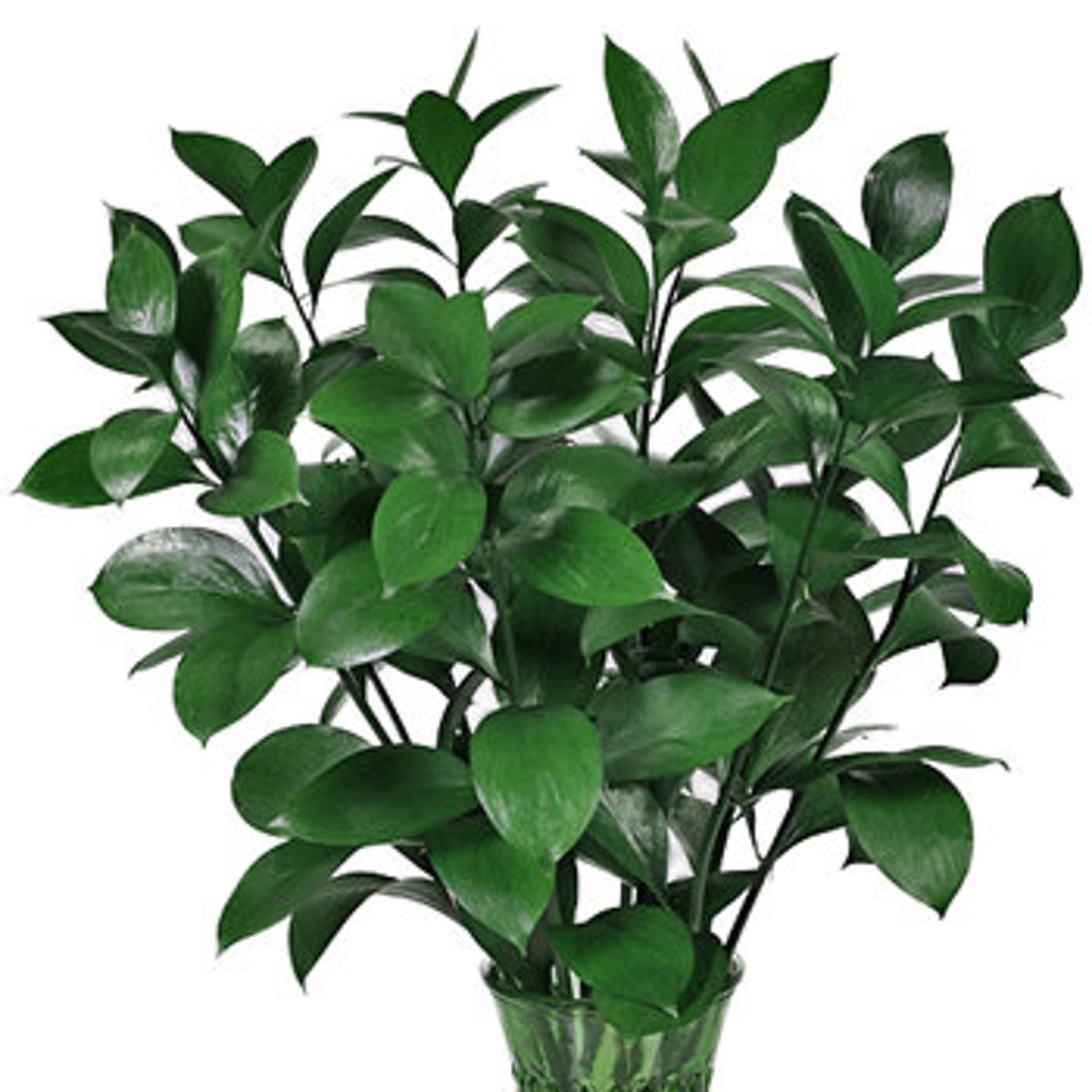 Рускус тинтед дарк Блу