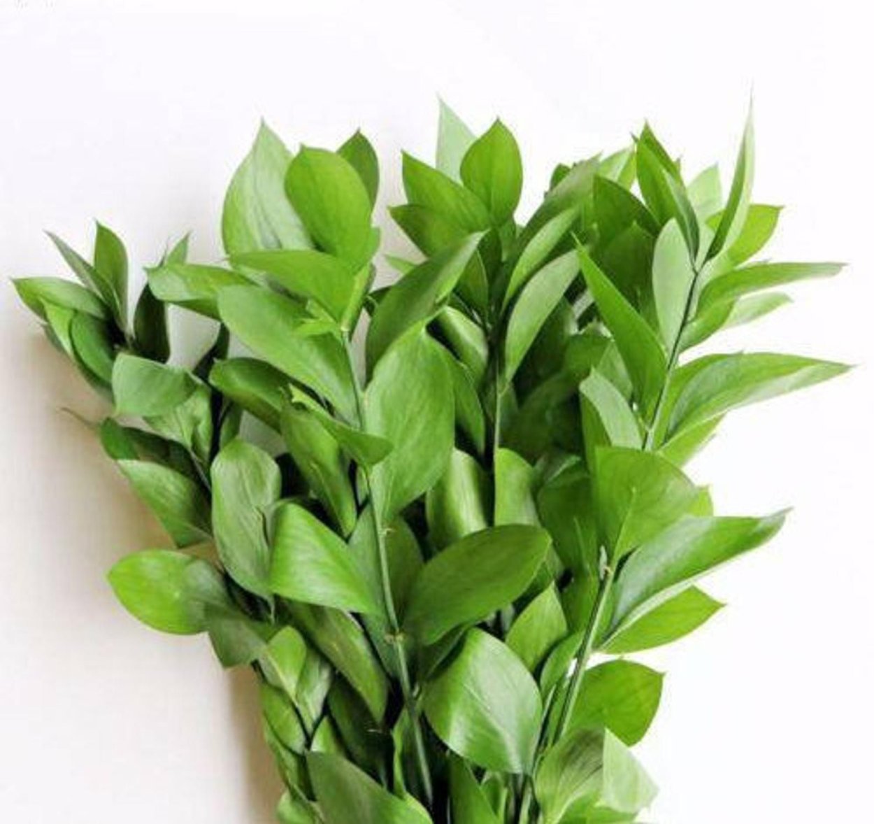 Иглица Понтийская Крым