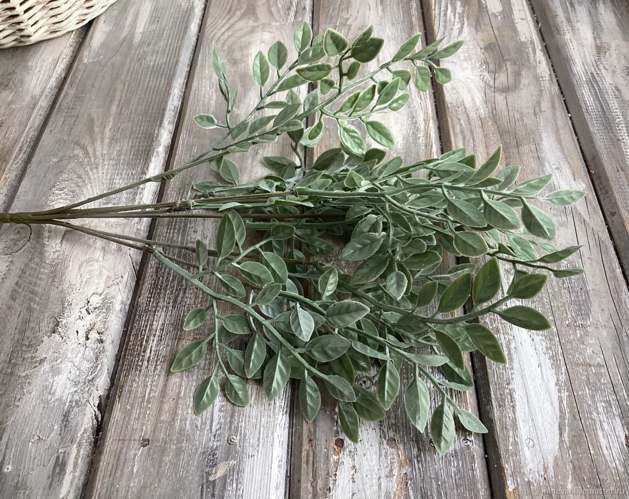 Рускус Эстетика