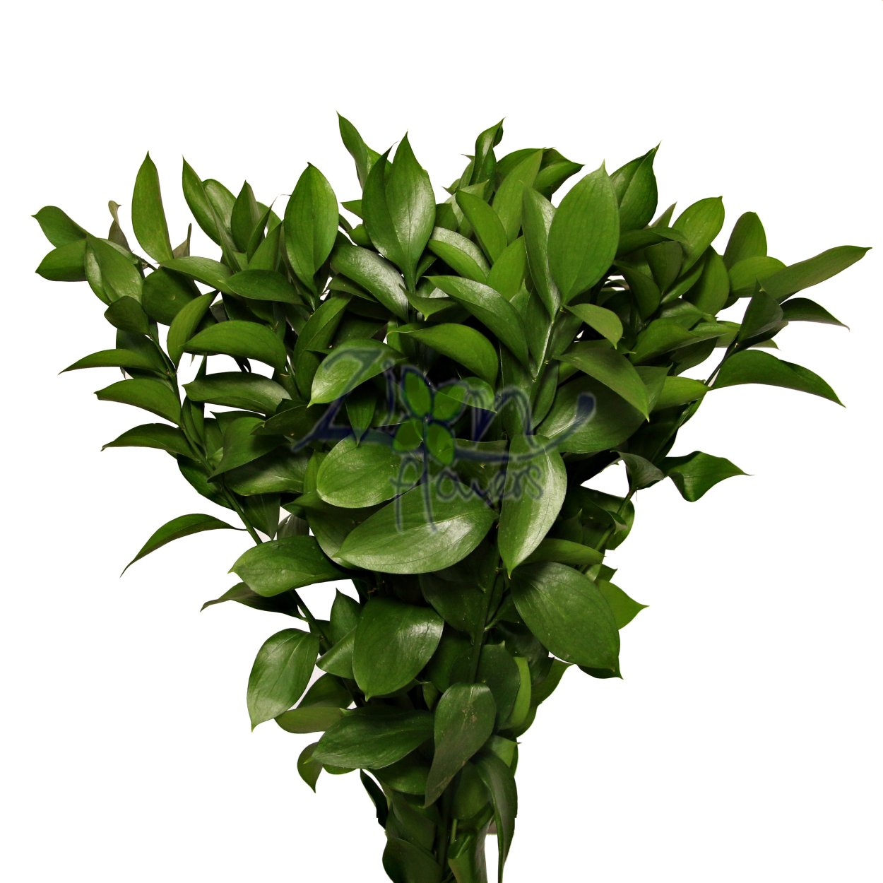 Хамелациум Рускус