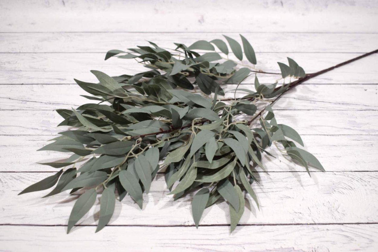 Рускус корни