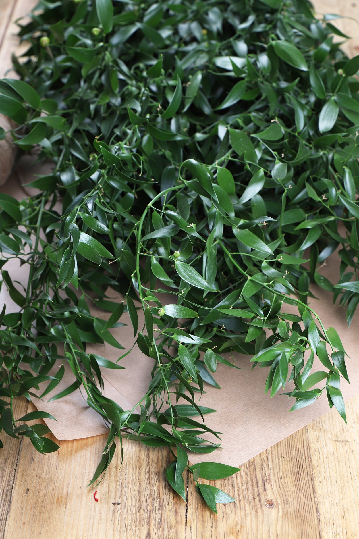 Президиум Рускус эвкалипт