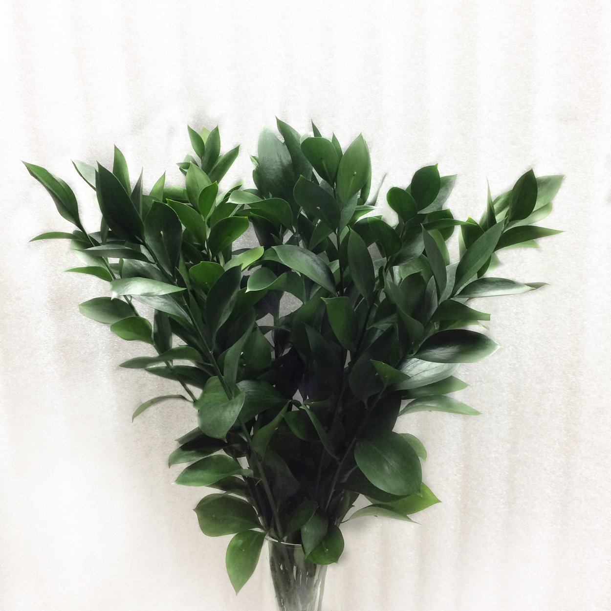 Рускус итальянский (иглица)