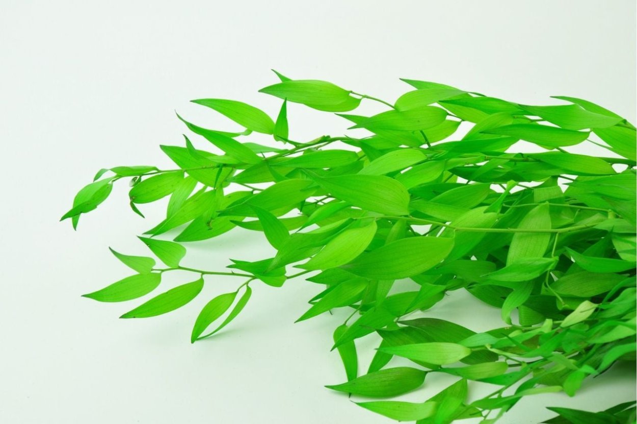 Веточка рускуса (8j-18b002)