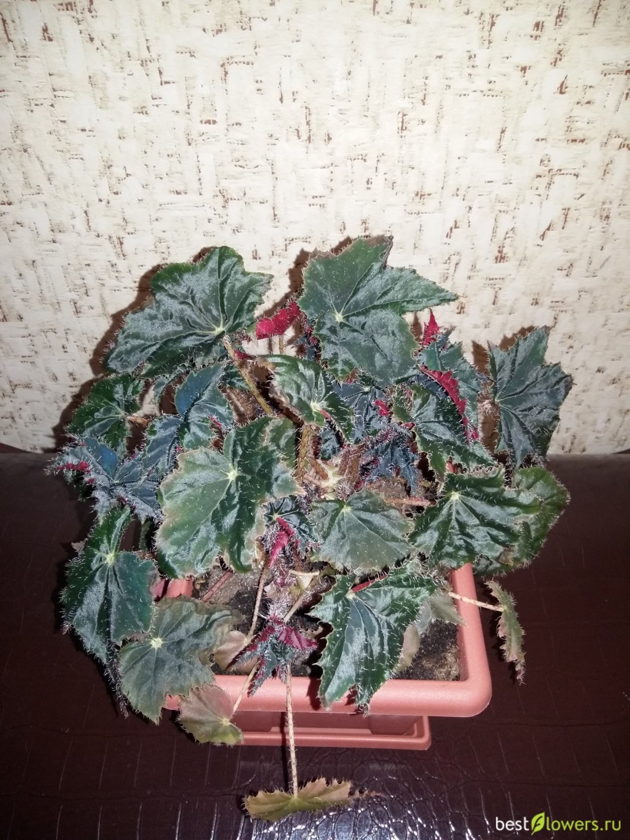 Бегония черная Клеопатра